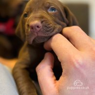 Hungarian Vizsla - Both