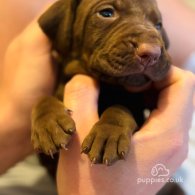 Hungarian Vizsla - Both