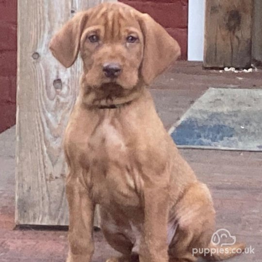 Hungarian Vizsla - Both