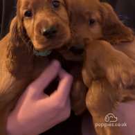 Irish Red and White Setter - Both