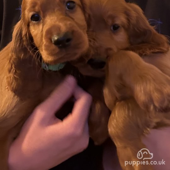 Irish Red and White Setter - Both