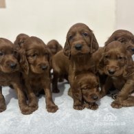 Irish Red and White Setter - Both