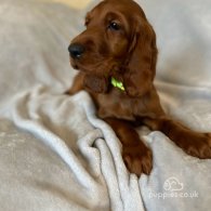 Irish Red and White Setter - Both