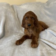 Irish Red and White Setter - Both