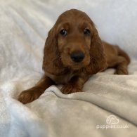 Irish Red and White Setter - Both