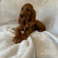 Irish Red and White Setter - Both