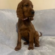 Irish Red and White Setter - Both