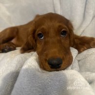 Irish Red and White Setter - Both