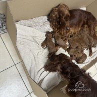 Irish Red and White Setter - Both