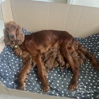 Irish Red and White Setter - Both