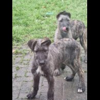 Irish Wolfhound - Both