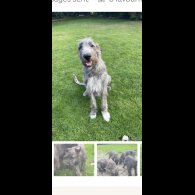 Irish Wolfhound - Both