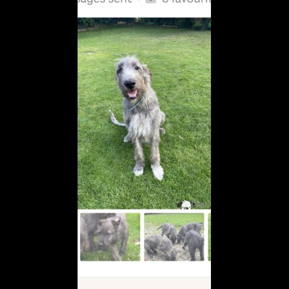 Irish Wolfhound - Both