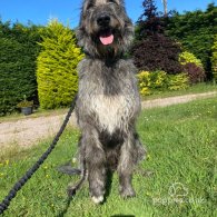 Irish Wolfhound - Both