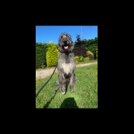 Irish Wolfhound - Both