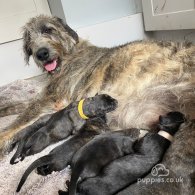 Irish Wolfhound - Both