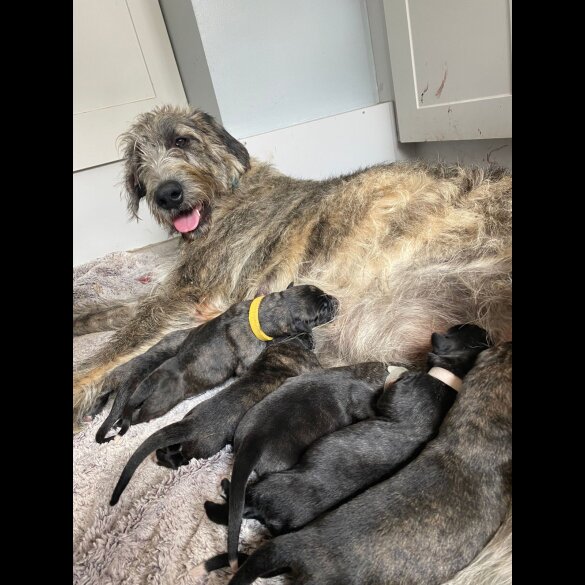 Irish Wolfhound - Both