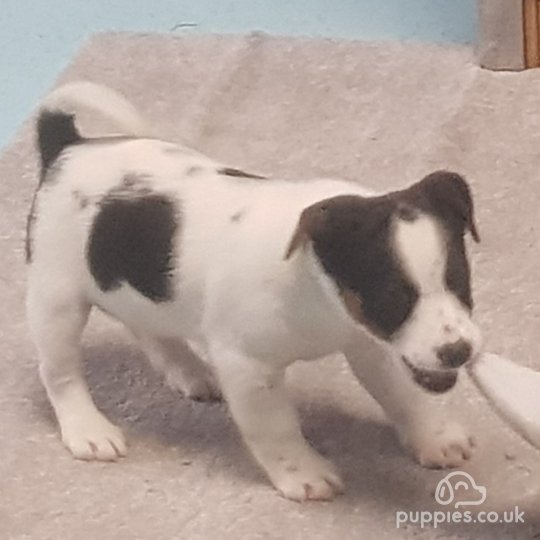 Jack Russell puppies for Sale in the UK Puppies