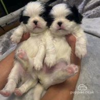 Japanese Chin - Both