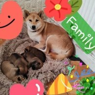 Japanese Shiba Inu - Both