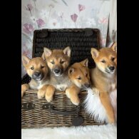 Japanese Shiba Inu - Bitches