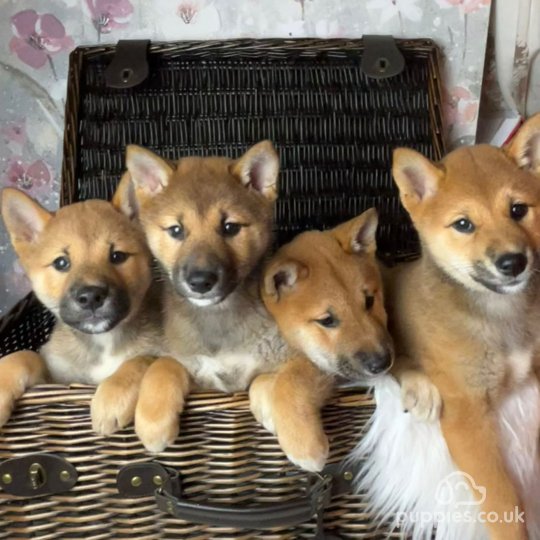 Japanese Shiba Inu - Both