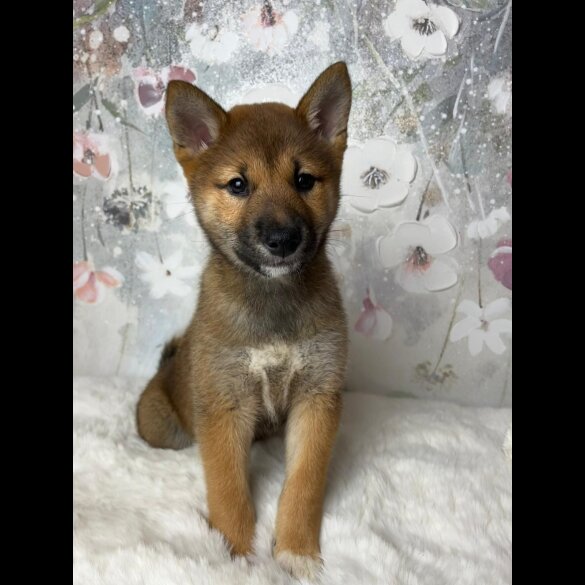 Japanese Shiba Inu - Bitches