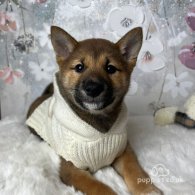 Japanese Shiba Inu - Bitches