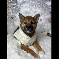 Japanese Shiba Inu - Bitches