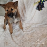 Japanese Shiba Inu - Bitches