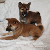 Japanese Shiba Inu - Bitches