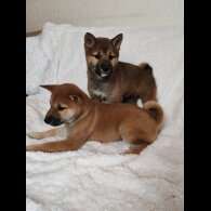 Japanese Shiba Inu - Bitches