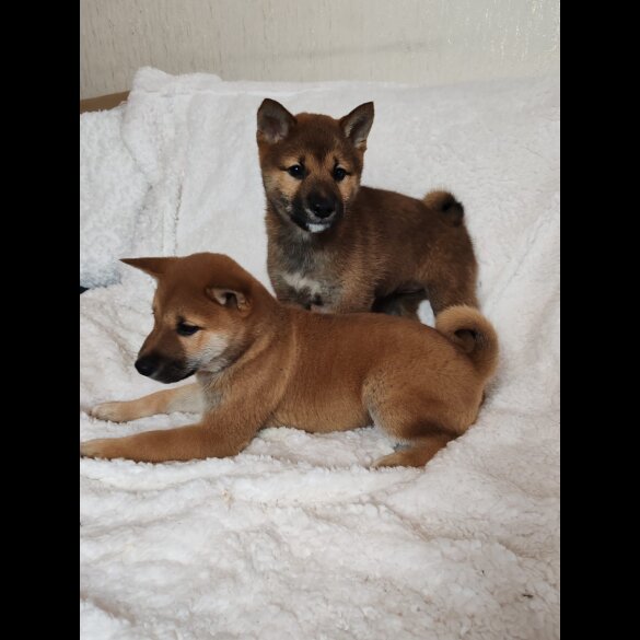 Japanese Shiba Inu - Bitches