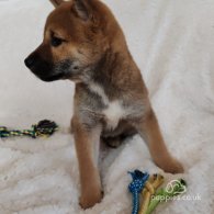 Japanese Shiba Inu - Bitches