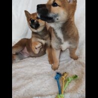 Japanese Shiba Inu - Bitches