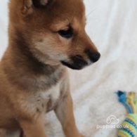 Japanese Shiba Inu - Bitches