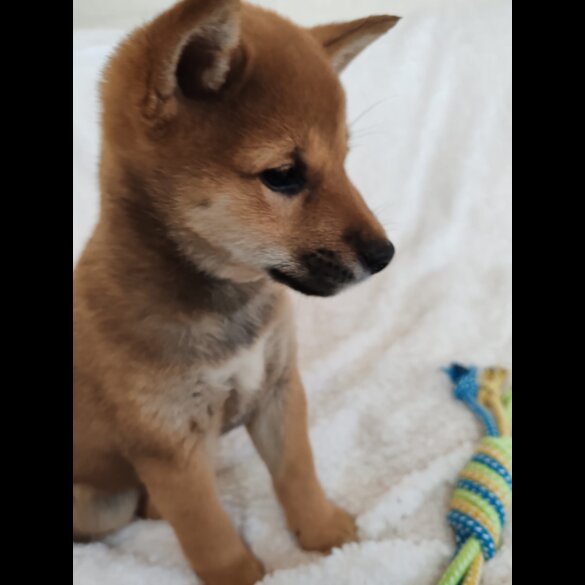 Japanese Shiba Inu - Bitches