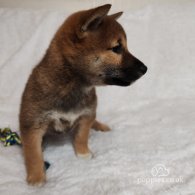 Japanese Shiba Inu - Bitches