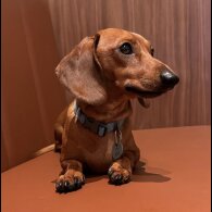 Dachshund (Standard &amp; Miniature) - Both