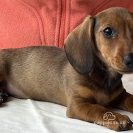 Dachshund (Standard & Miniature) - Both