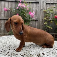 Dachshund (Standard & Miniature) - Both