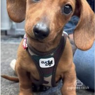 Dachshund (Standard & Miniature) - Both