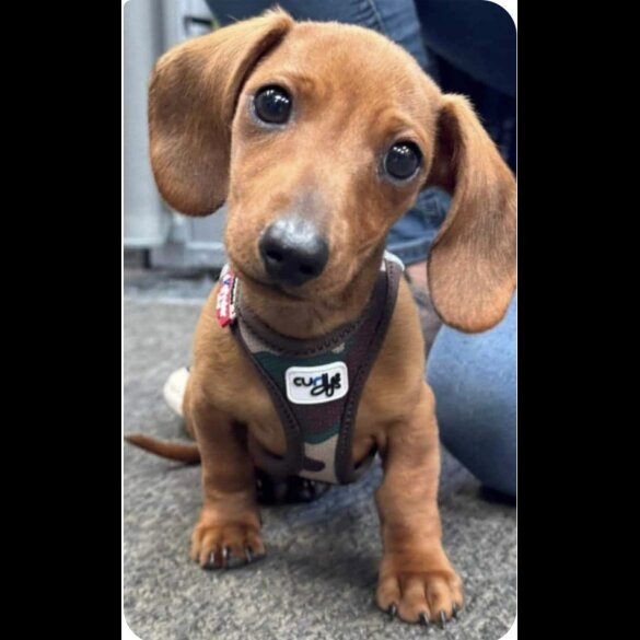 Dachshund (Standard &amp; Miniature) - Both