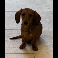 Dachshund (Standard &amp; Miniature) - Both