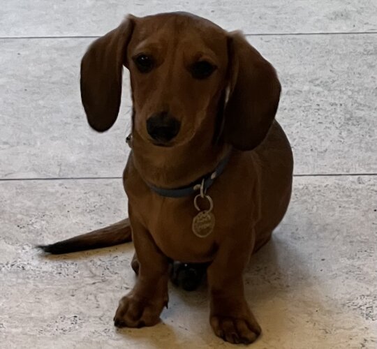 Dachshund (Standard &amp; Miniature)