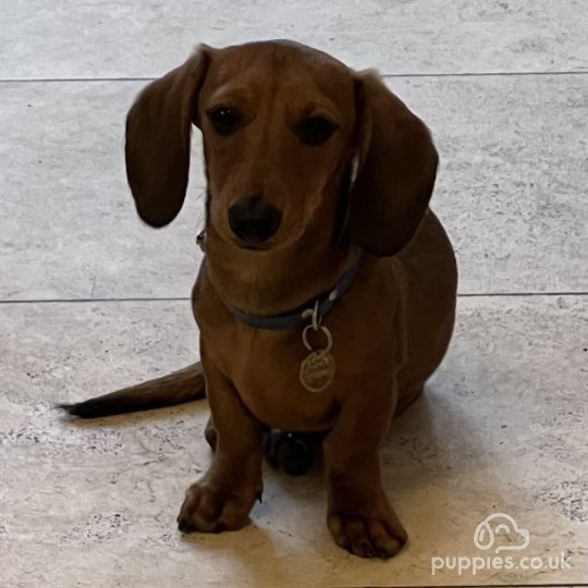 Dachshund (Standard & Miniature) - Both