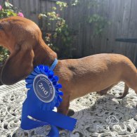 Dachshund (Standard & Miniature) - Both