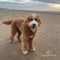 Labradoodle - Both