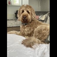 Labradoodle - Both