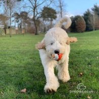 Labradoodle - Both